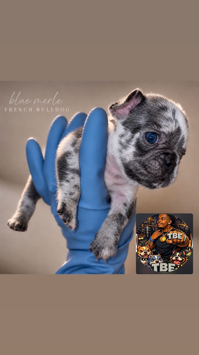 French Bulldog Puppies media 6