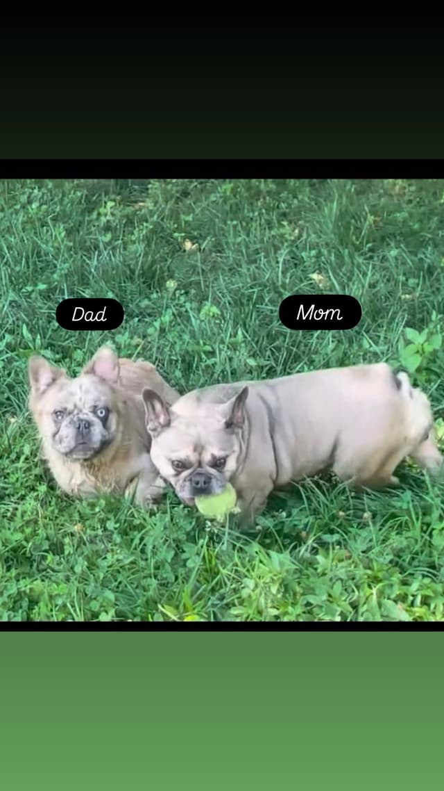 French Bulldog Puppies media 7