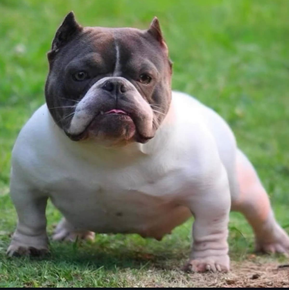 French Bulldog Puppies breeder image 1