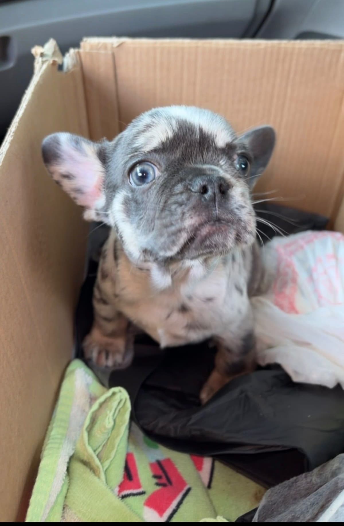 French Bulldog Puppies breeder image 3