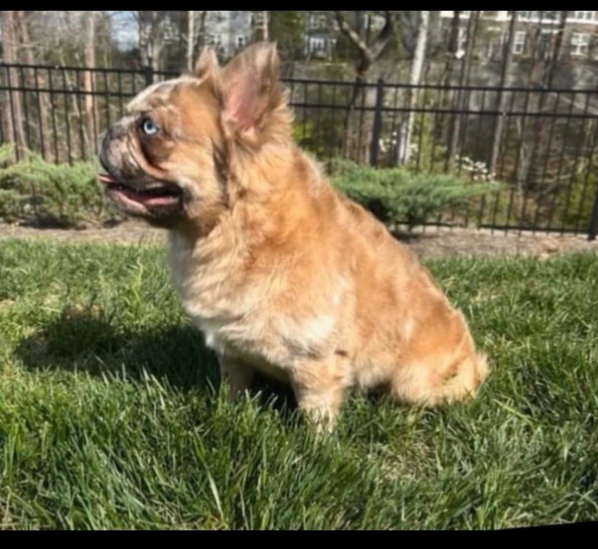 French Bulldog Puppies breeder image 4