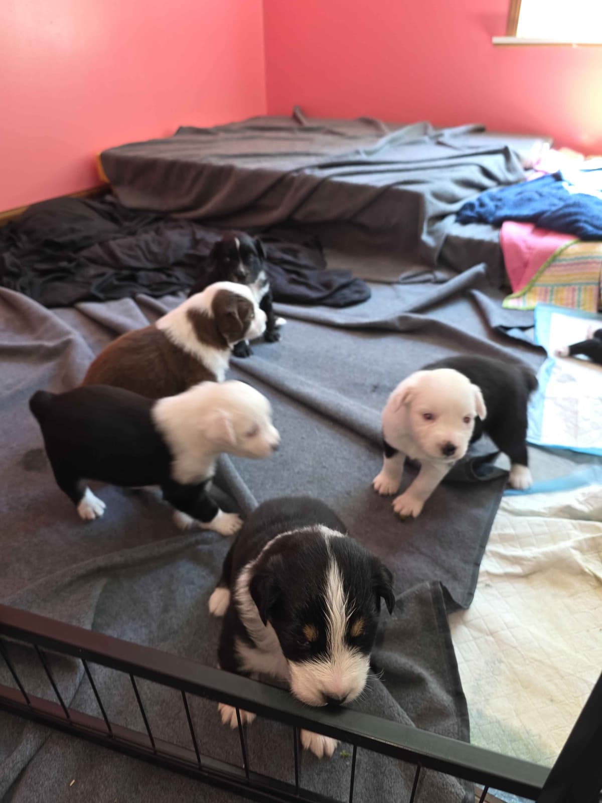BAB Farm Aussies breeder image 1