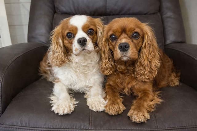 Cavalier King Charles Spaniel Puppies media 7