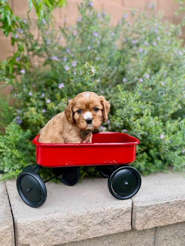 Cavalier King Charles Spaniel Puppies media 6