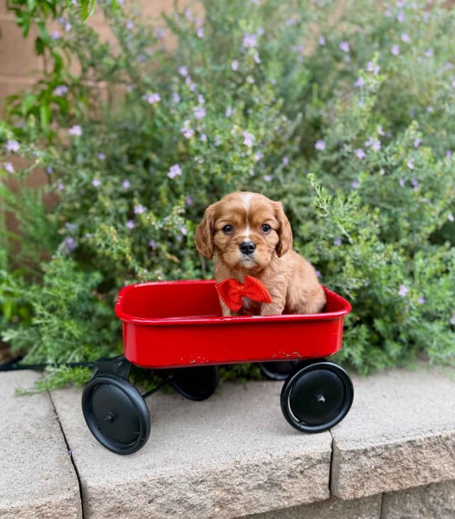 Cavalier King Charles Spaniel Puppies media 5