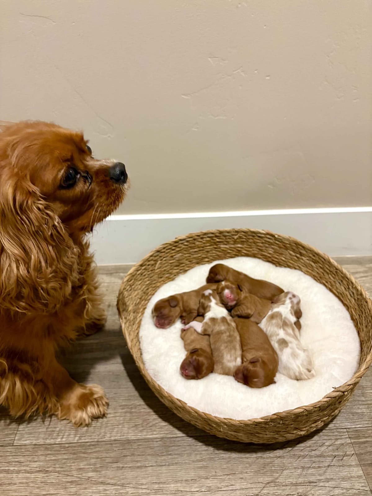 Cavalier King Charles Spaniel Puppies breeder image 1
