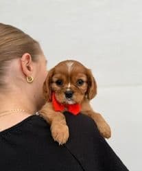 Cavalier King Charles Spaniel Puppies media 3