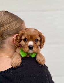 Cavalier King Charles Spaniel Puppies media 4