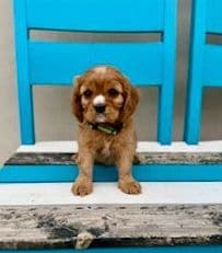 Cavalier King Charles Spaniel Puppies media 2