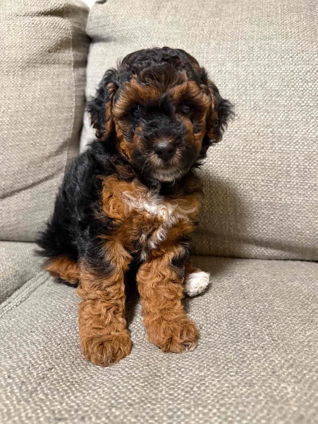 Poodle Puppies media 4