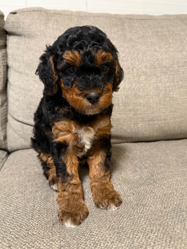 Poodle Puppies media 2