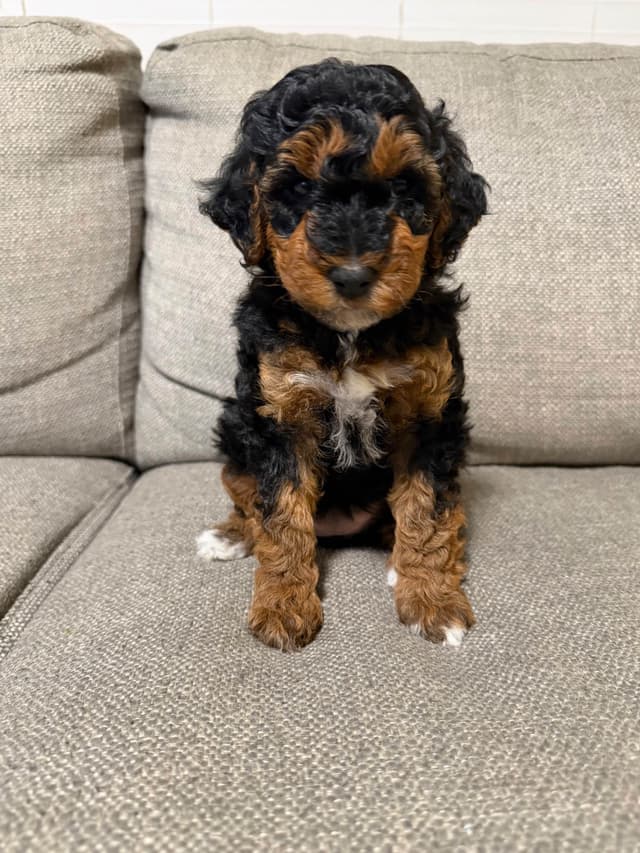 Poodle Puppies media 5