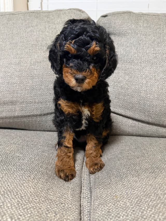 Poodle Puppies media 3