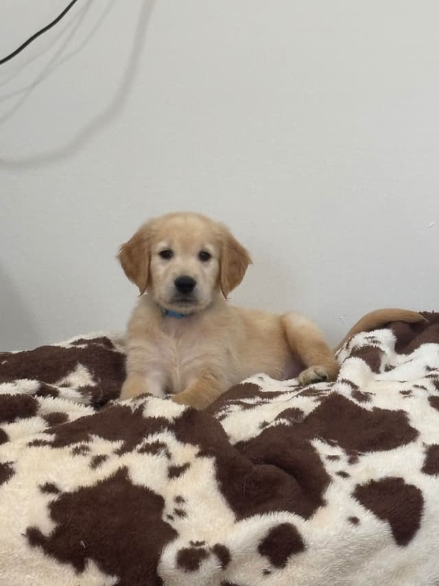Golden Retriever Puppy media 4