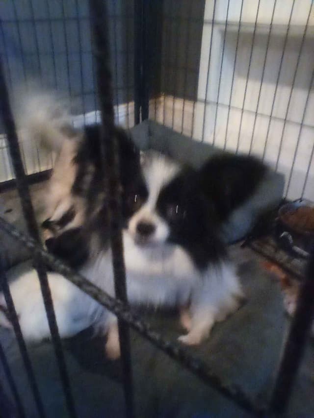 $1850   (3-4 lbs.)DNA GRAND CHAMPION BLOODLINE media 3