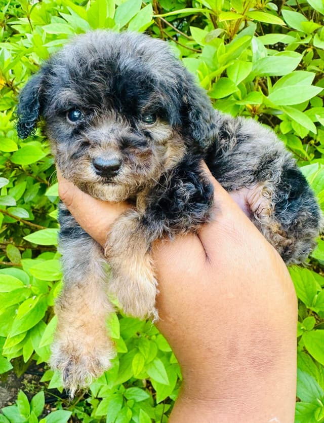 Tiny toy poodle boys media 2