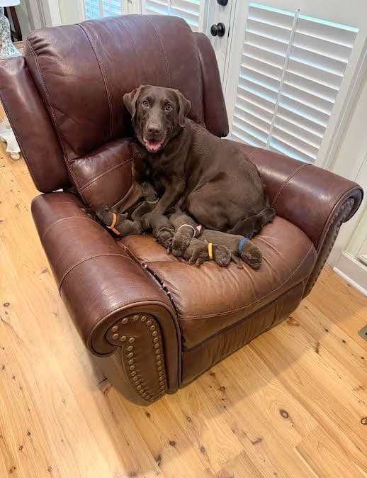 Labrador Retriever Puppies media 2