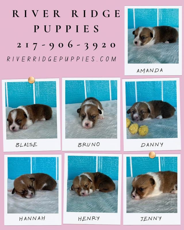 Pembroke Welsh Corgi Puppies media 6