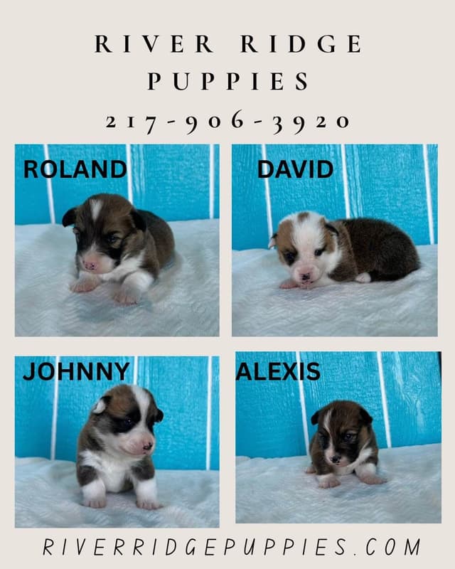 Pembroke Welsh Corgi Puppies media 6