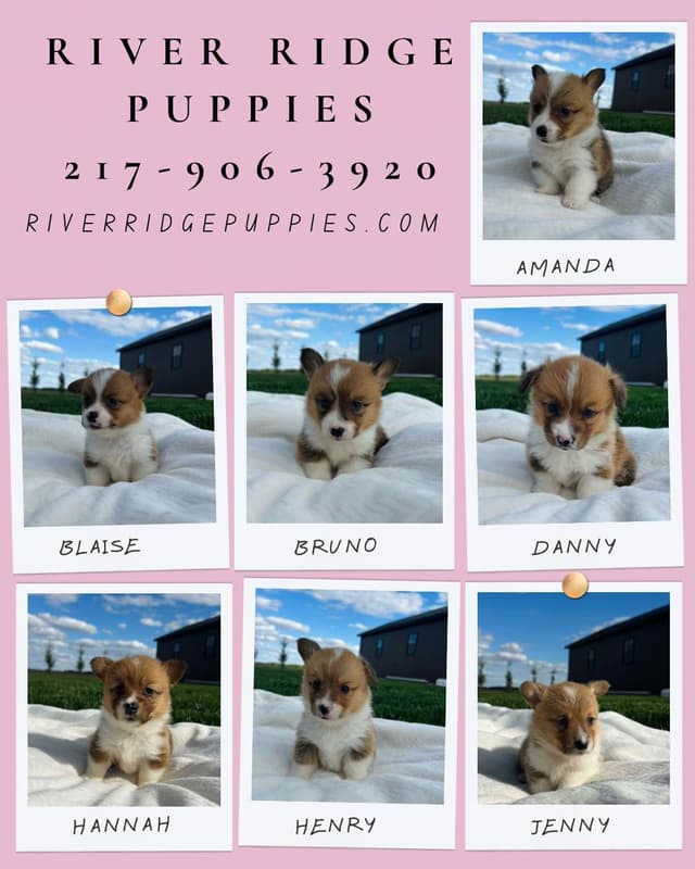 Pembroke Welsh Corgi Puppies media 5