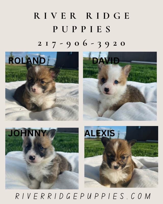 Pembroke Welsh Corgi Puppies media 5