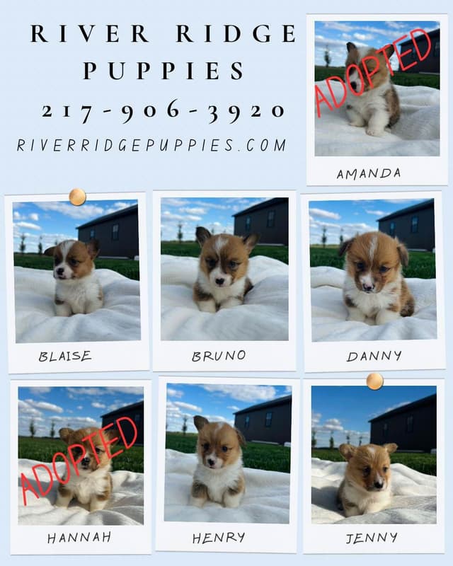 Pembroke Welsh Corgi Puppies media 4