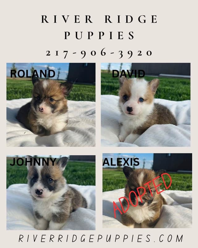Pembroke Welsh Corgi Puppies media 4