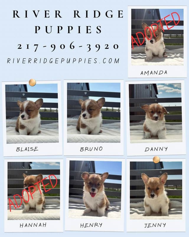 Pembroke Welsh Corgi Puppies media 3