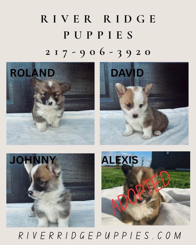 Pembroke Welsh Corgi Puppies media 3