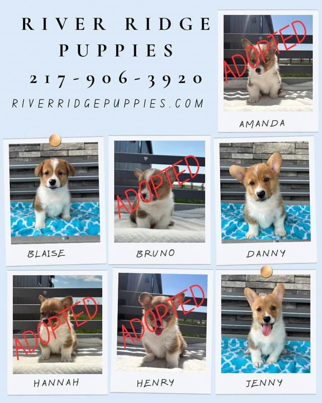 Pembroke Welsh Corgi Puppies media 2