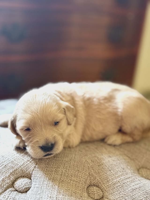 Golden Retriever Puppies media 4
