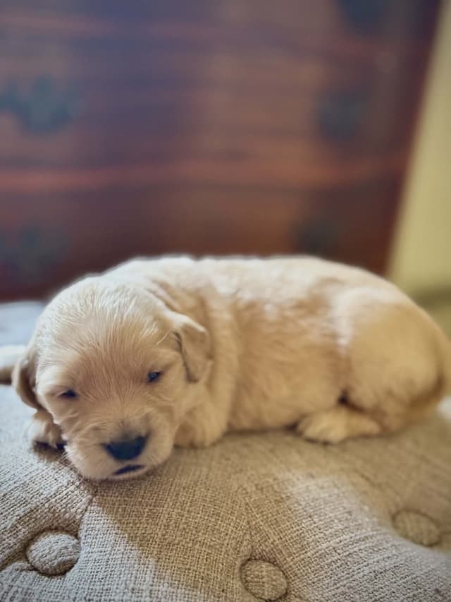 Golden Retriever Puppies media 2