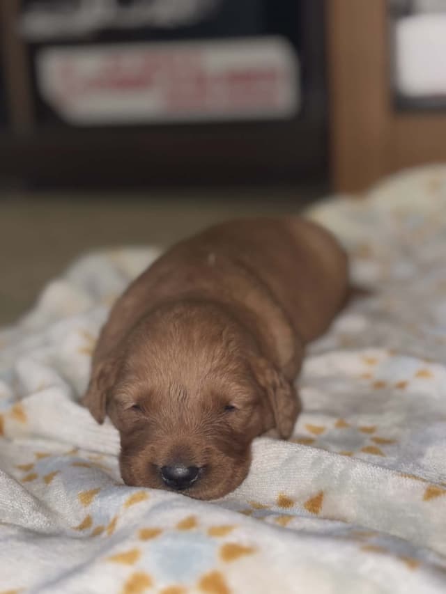 Golden Retriever Puppies media 3