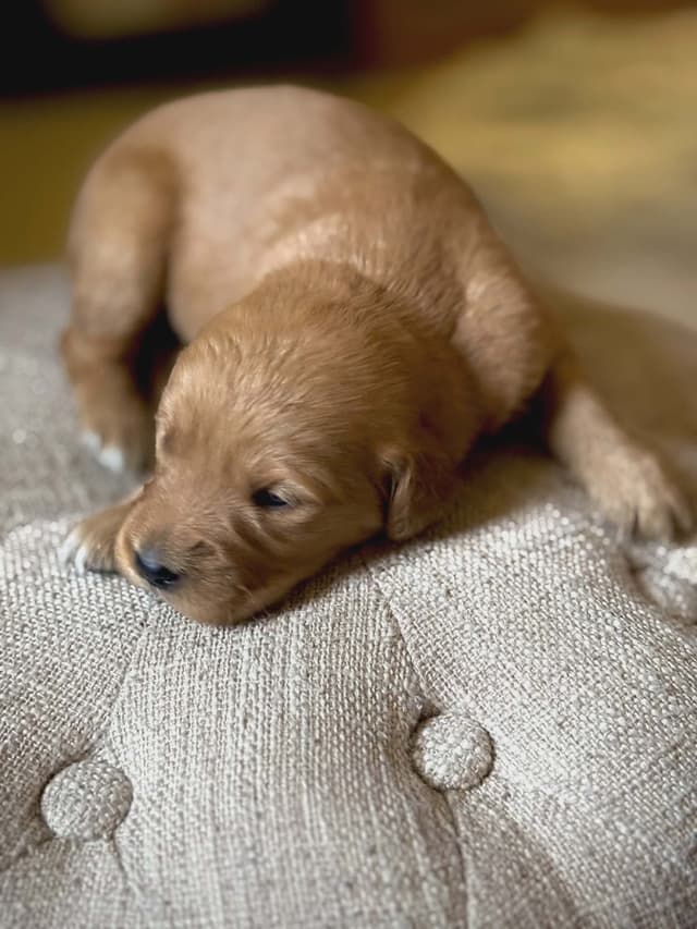 Golden Retriever Puppies media 5