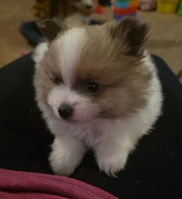 Pomeranian Puppies. media 2