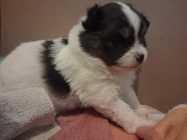 Pomeranian Puppies. media 8