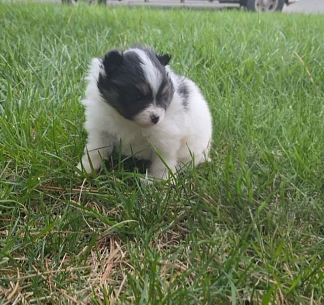 Pomeranian Puppies. media 9