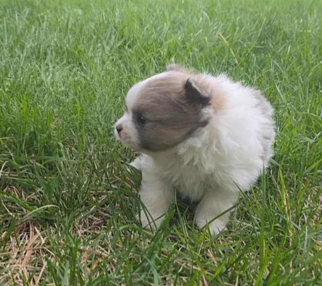 Pomeranian Puppies. media 3