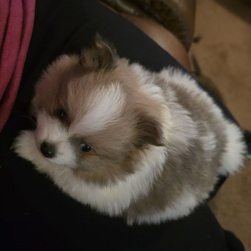 Pomeranian Puppies. breeder image 1
