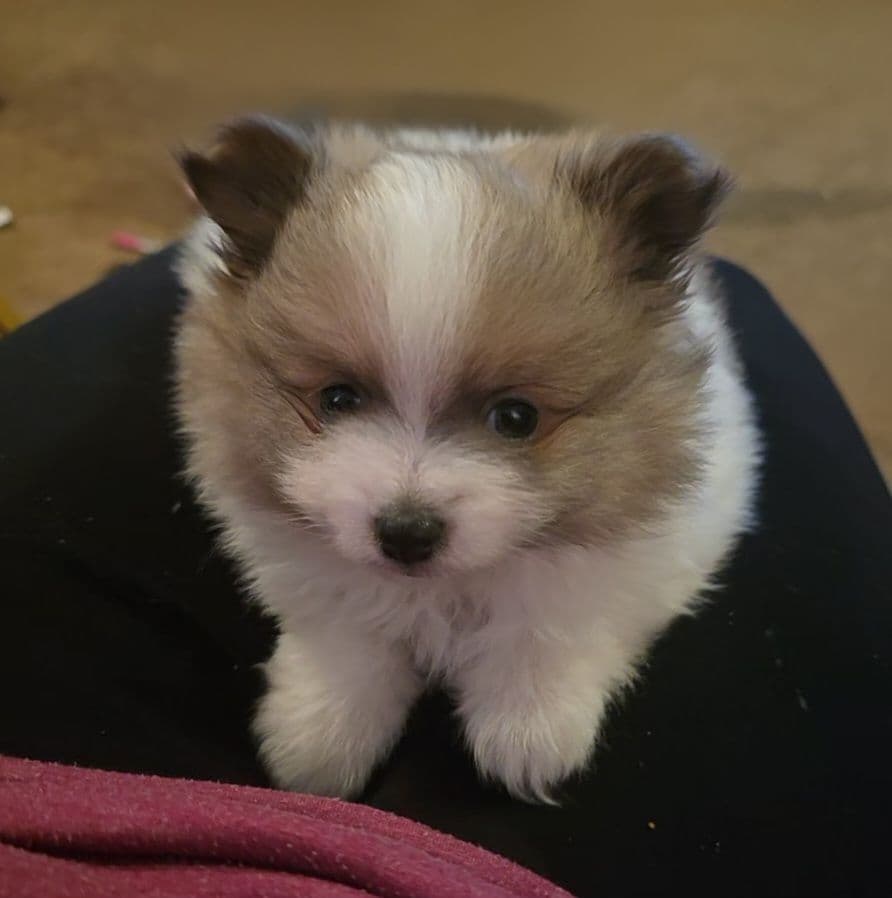 Pomeranian Puppies. breeder image 4