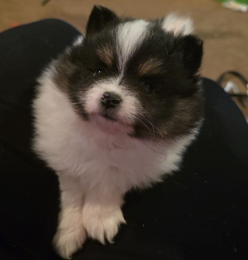 Pomeranian Puppies. breeder image 5