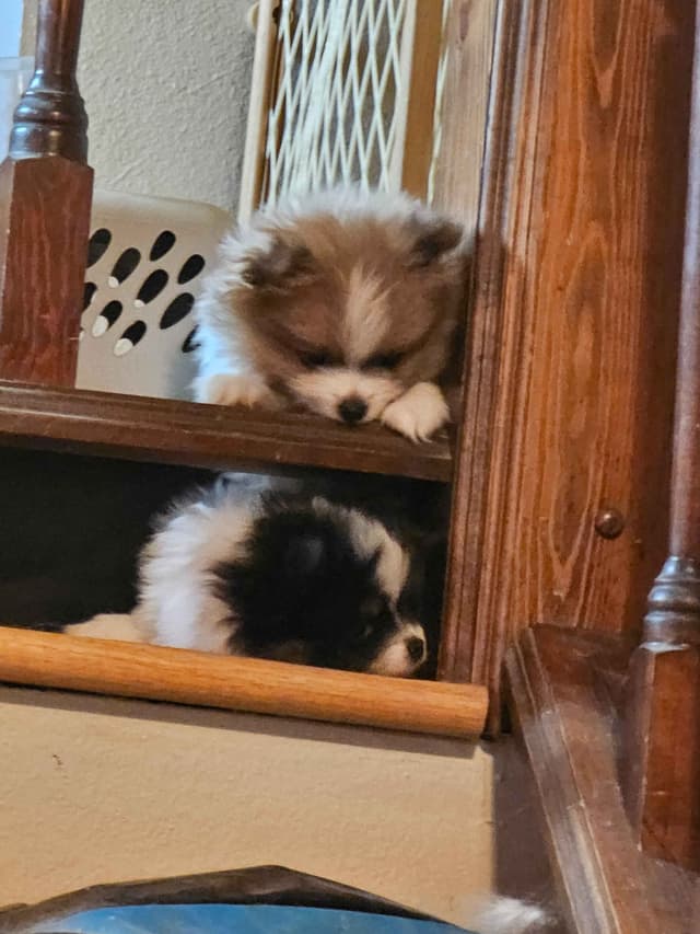 Pomeranian Puppies. media 10