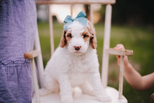 Standard Poodle Puppies media 3