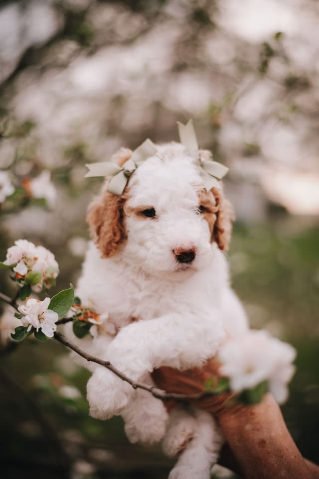 Standard Poodle Puppies media 5