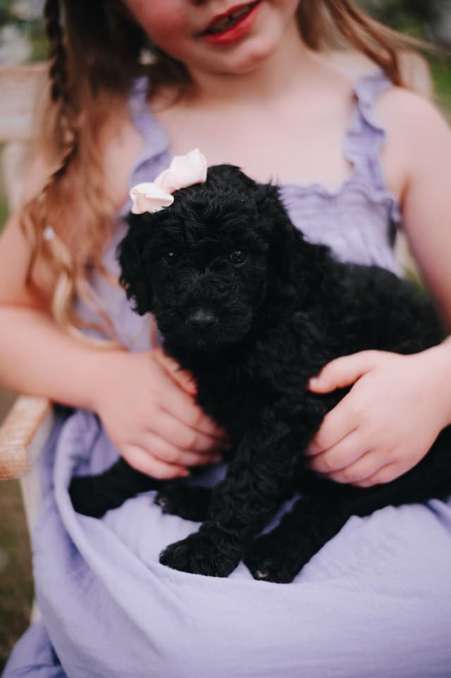 Standard Poodle Puppies media 4