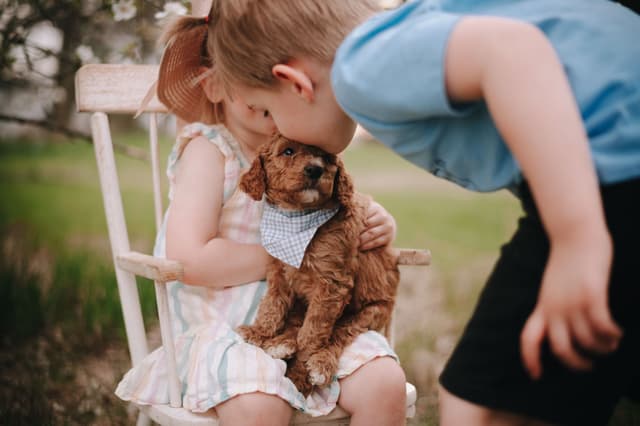 Standard Poodle Puppies media 9