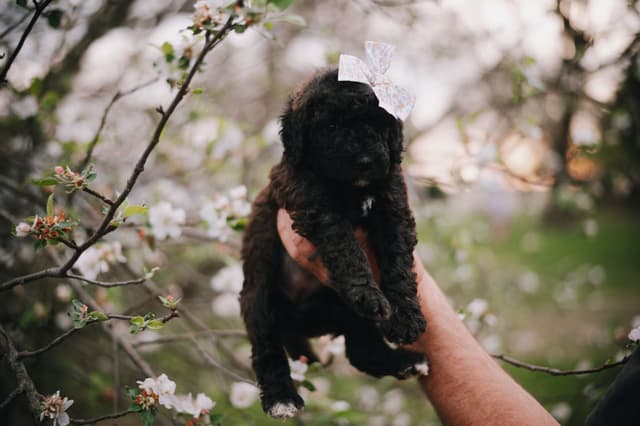 Standard Poodle Puppies media 7