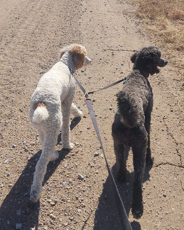 Standard Poodle Puppies media 12
