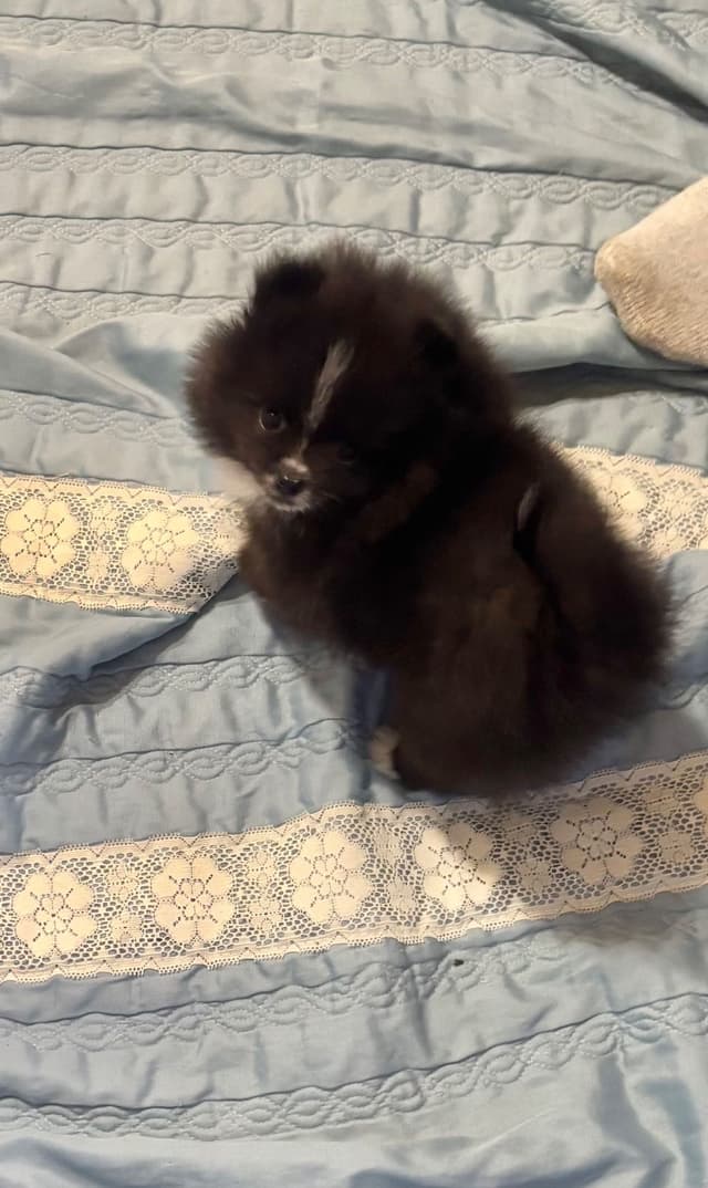 Pomeranian Puppies media 2