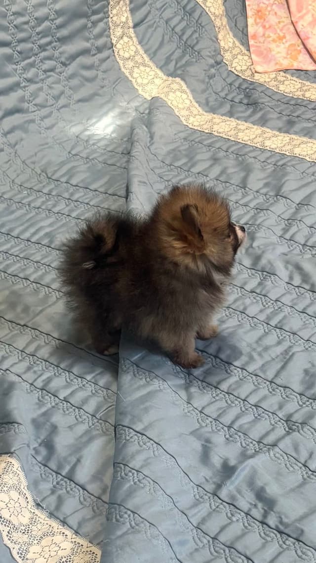 Pomeranian Puppies media 4